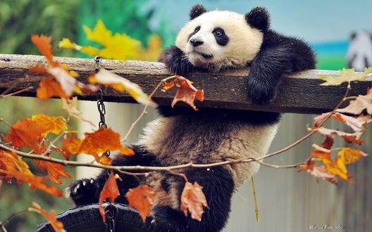 Обои на рабочий стол Панда пытается взобраться на деревянную перекладину, фотограф Mariia Fomenko
