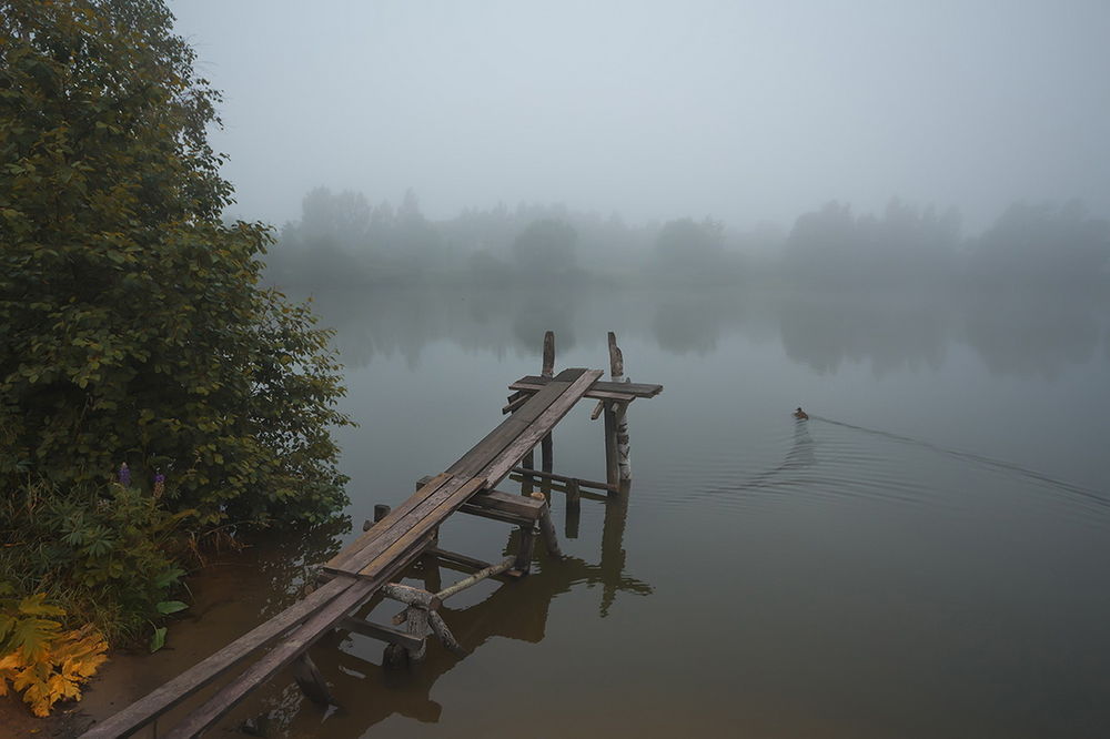 Обои для рабочего стола Старый деревянный мостик, стоящий у берега озера на рассвете со спокойной поверхностью воды по которому плывет утка, туман окутал берег, небо и водную гладь