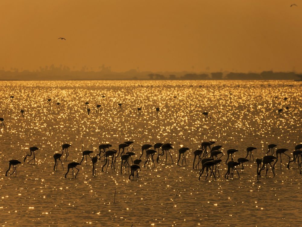 Обои для рабочего стола Птицы фламинго пьют воду, стоя в озере