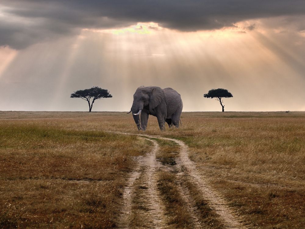 Обои для рабочего стола Слон, идущий рядом с дорогой, позади которого видны два дерева