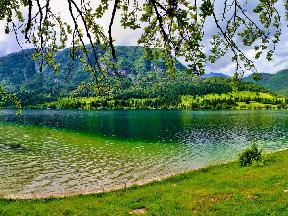 Обои для рабочего стола Вид на озеро Бохиньско / Lake Bohinj в Словении / Slovenia сквозь висящие ветви деревьев