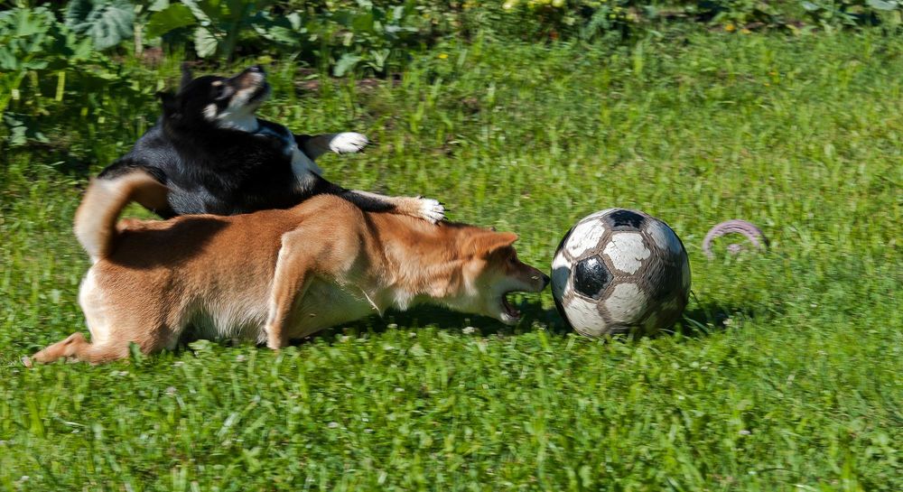 Обои для рабочего стола Черная и рыжая собаки, борющиеся за футбольный мяч на зеленой лужайке