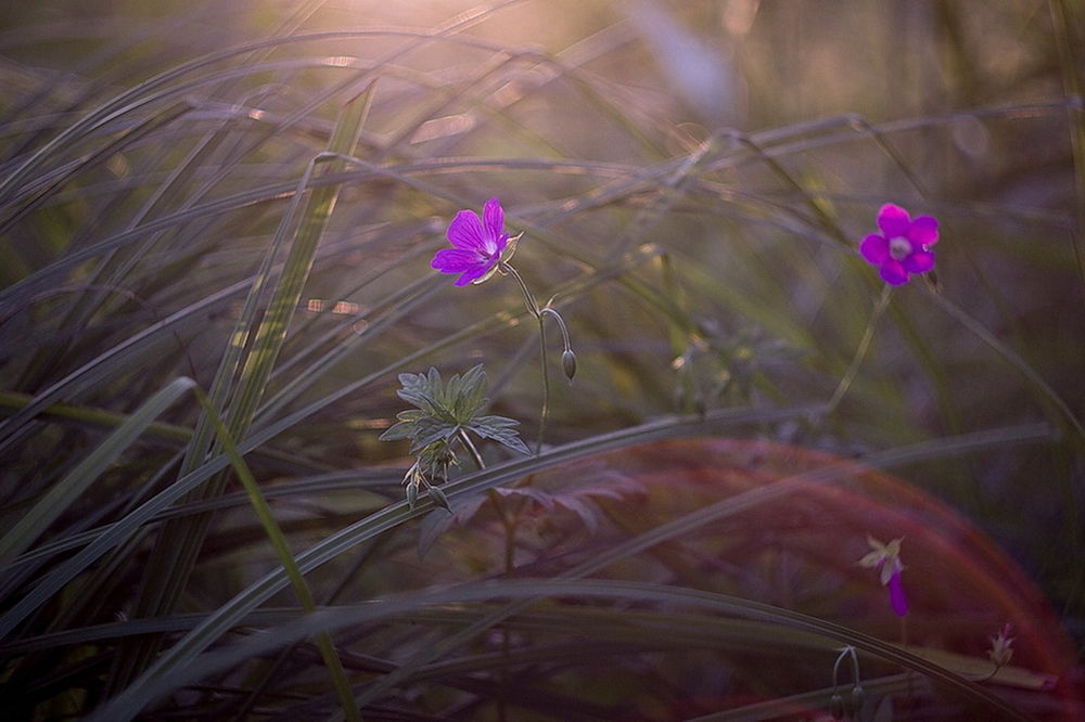 Обои для рабочего стола Фиолетовые цветы, растущие среди зеленой травы на размытом фоне