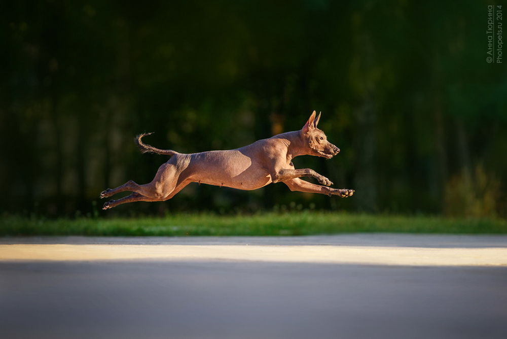Обои для рабочего стола Коричневая, породистая собака в красивом прыжке над дорогой, автор Анна Тюрина
