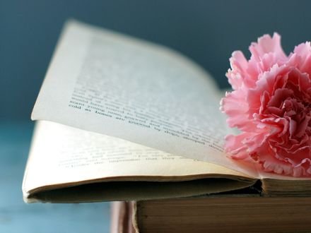 Обои на рабочий стол Розовый цветок на страницах раскрытой книги
