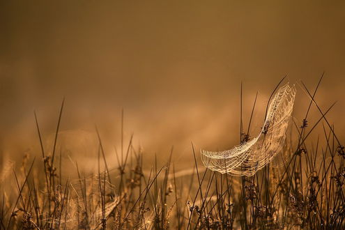Обои на рабочий стол Паутины, висящие на травяных колосьях на размытом фоне