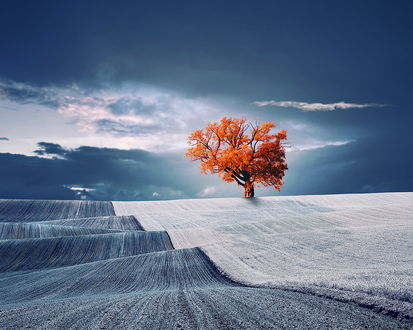Обои на рабочий стол Дерево с оранжевыми листьями, растущее на волнистом поле на фоне пасмурного небосклона, автор Garas Ionut