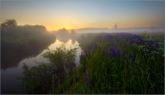 Обои на рабочий стол Восходящее из-за линии горизонта солнце на утреннем, безоблачном небосклоне осветило своими лучами берег реки с растущими на нем кустами, деревьями и фиолетовыми люпинами, с исходящей от тихой водной поверхности туманной дымкой