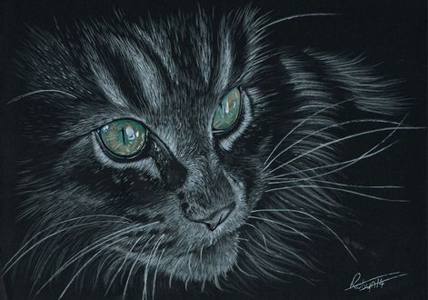 Обои на рабочий стол Мордочка кота, by Robydude