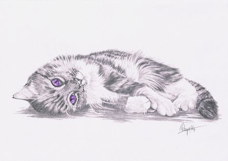 Обои на рабочий стол Котенок с фиолетовыми глазами, by Robydude