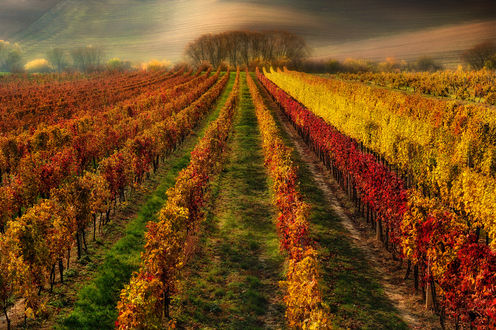 Обои на рабочий стол Ровные ряды виноградников, тянущиеся к лесопосадке у волнистых холмов
