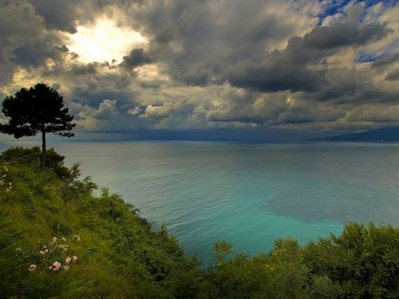 Обои на рабочий стол Дерево на пригорке у моря на фоне предгрозового неба