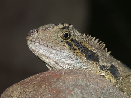 Обои на рабочий стол Восточный водяной дракон / Eastern Water Dragon