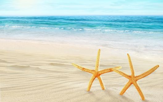 Обои на рабочий стол Две морские звезды на берегу моря