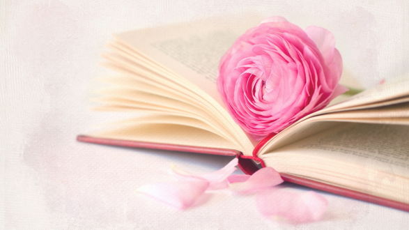 Обои на рабочий стол Книга с розой