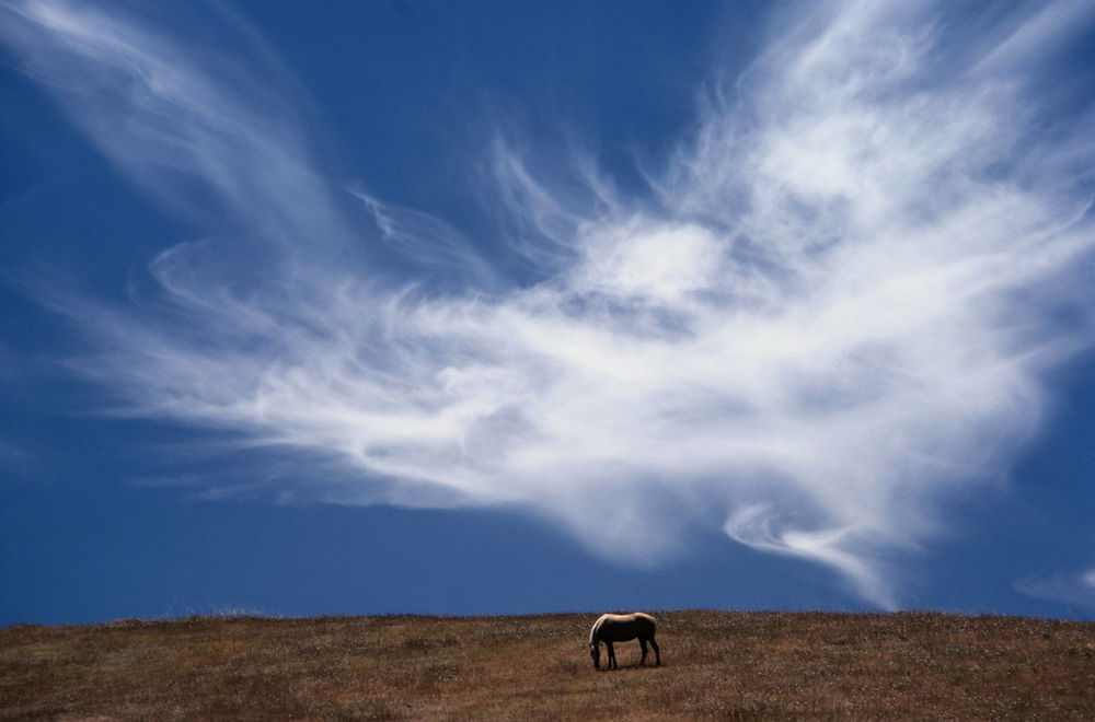 Обои для рабочего стола Красивые небеса над полем, лошадь пасется на лугу на фоне неба