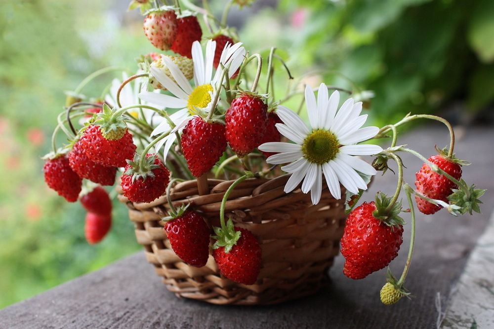 природа корзина клубника ягоды цветы ромашки бесплатно