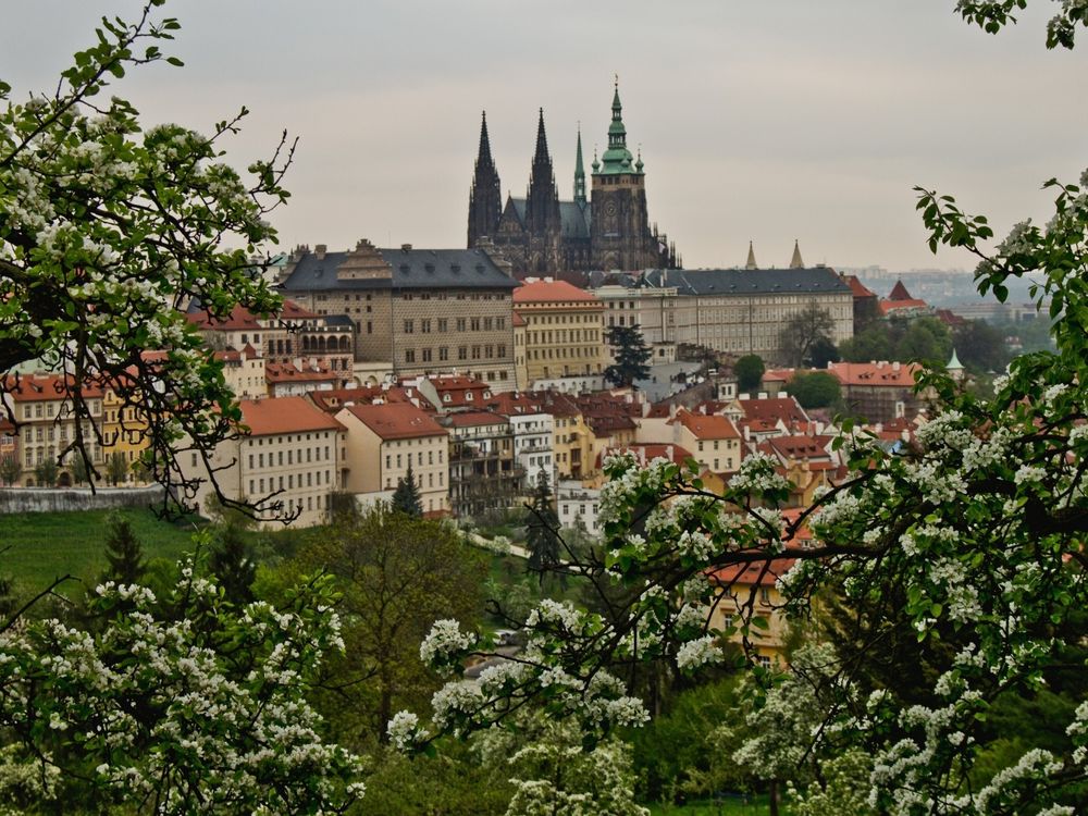 Обои для рабочего стола Вид на Прагу сквозь ветви деревьев / Prague, Czech Republic