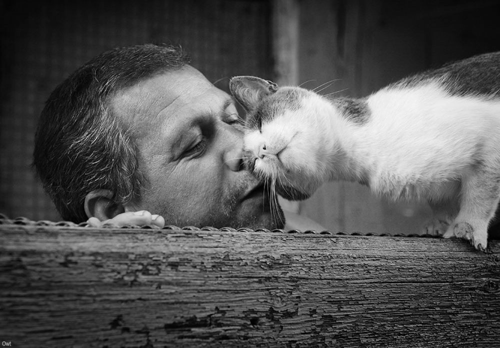 Обои для рабочего стола Кошка головой прикасается к лицу мужчины, фотограф igor a. andreev