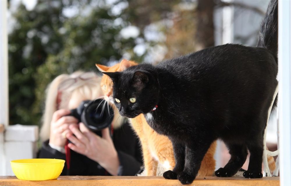 Обои для рабочего стола Девочка с фотоаппаратом и рядом на столе черный кот, фотограф ANTONINA2103