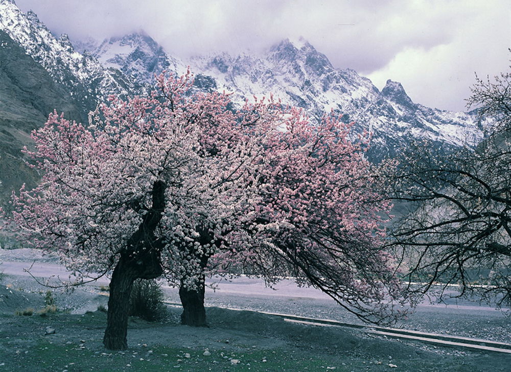 Обои для рабочего стола Цветущая весной сакура, растущая возле асфальтированной дороги на фоне заснеженных пиков горных вершин и облачного небосклона