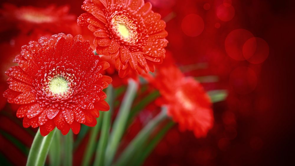 Цветы красные обои на рабочий стол