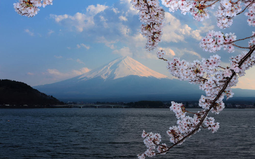 Обои для рабочего стола Ветви цветущей сакуры на фоне моря и неба, на заднем плане гора, вершина которой освещена солнцем