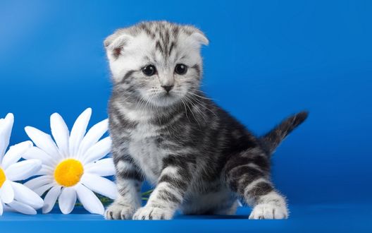 Обои на рабочий стол Милый маленький вислоухий котенок с ромашками на синем фоне