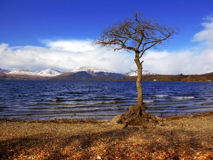 Обои на рабочий стол Одинокое дерево на каменистом берегу озера
