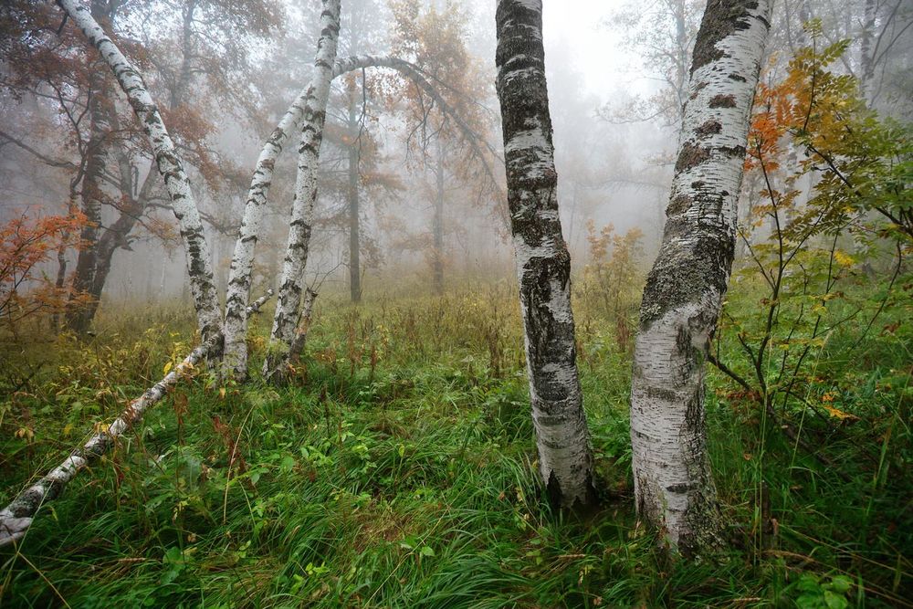 Березовая роща фон для фотошопа