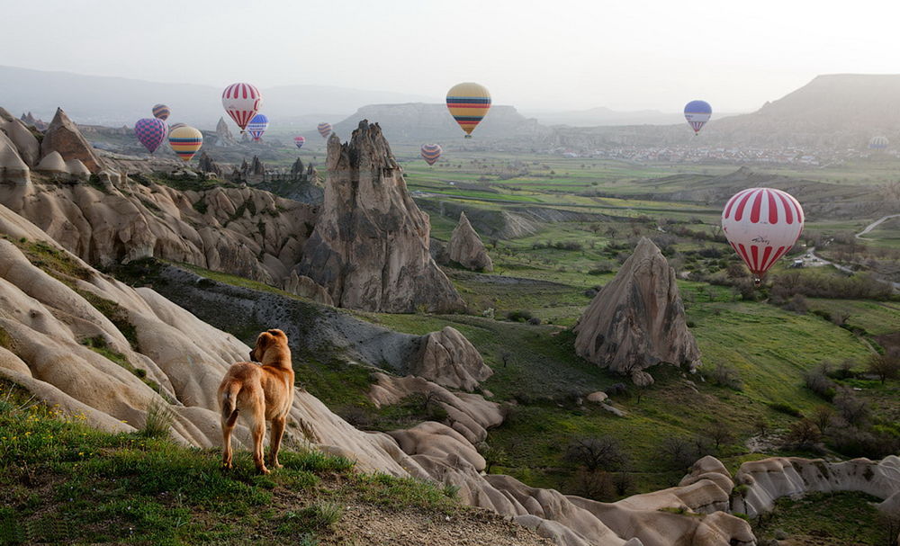 Обои для рабочего стола Рыжая собака, стоящая на пригорке на фоне скалистых образований, парящих в небе разноцветных воздушных шаров