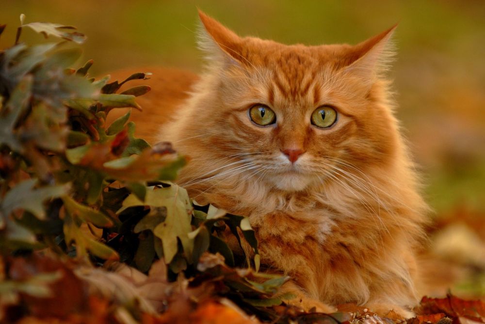 Рыжий кот на зеленом фоне