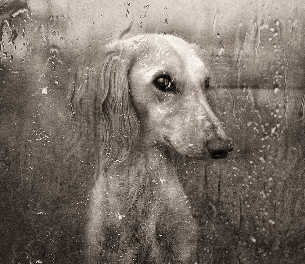 Обои для рабочего стола Грустная собака, сидящая за запотевшим от дождевых капель оконным стеклом и с нетерпением ждущая хозяина