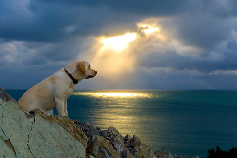 Обои для рабочего стола Собака, сидящая на скалистом, морском берегу на фоне заходящего за темные облака солнца, высветившего световое пятно на морской поверхности