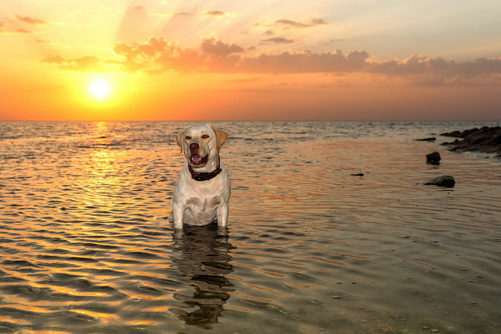 Обои для рабочего стола Собака, стоящая в прибрежной, морской воде в ослепительных лучах заходящего за линию горизонта солнца