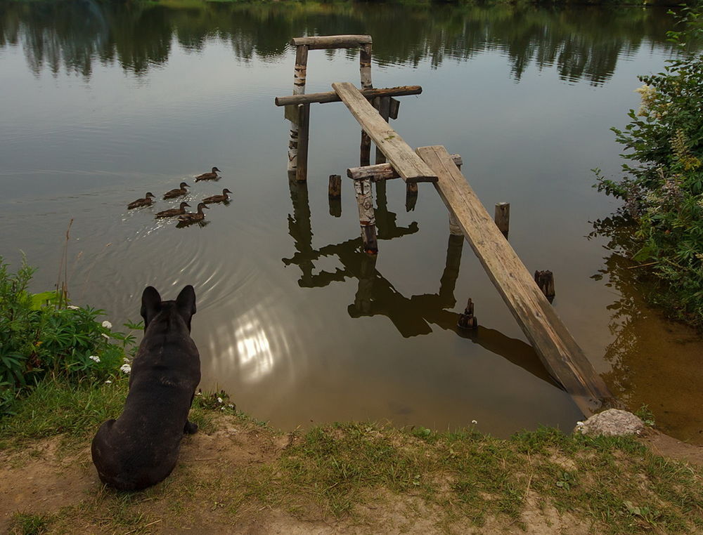 Обои для рабочего стола Собака, сидящая на берегу водоема на рассвете, внимательно наблюдает за утками, плавающими невдалеке от деревянного мостика, автор Аркадий Белов