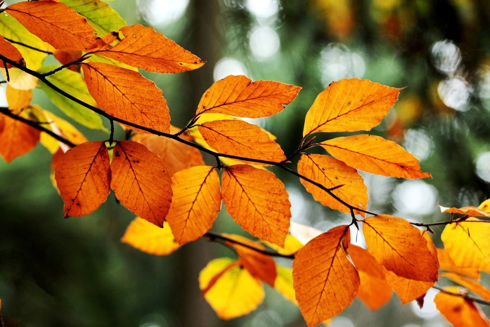 Осенняя Ветка Фото