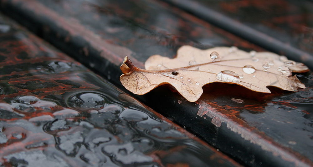 Обои для рабочего стола Осенний лист с капельками воды, лежащий на мостовой, мокрой после дождя