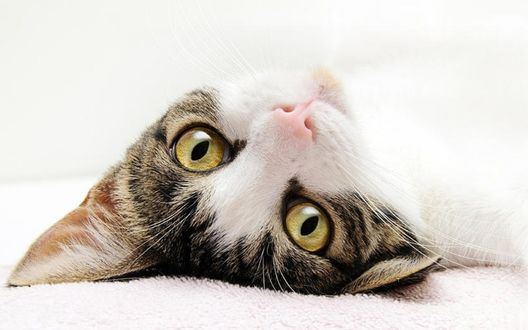 Обои на рабочий стол Кот, лежащий на спине