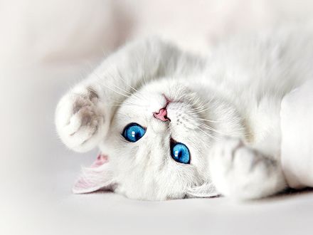 Обои на рабочий стол Белый кот с голубыми глазами