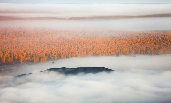 Обои на рабочий стол Осенний лес в тумане, фотограф Вадим Балакин