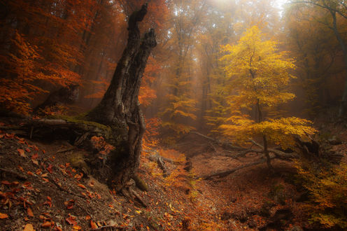 Обои на рабочий стол Таинственный осенний лес, фотограф Андрей Уляшев