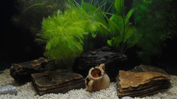 Обои на рабочий стол Водоросли, камни, галька и глиняный кувшин на дне аквариума