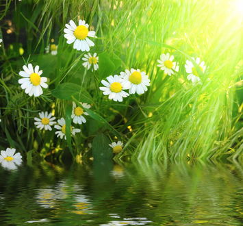 Обои на рабочий стол Красивые ромашки у воды