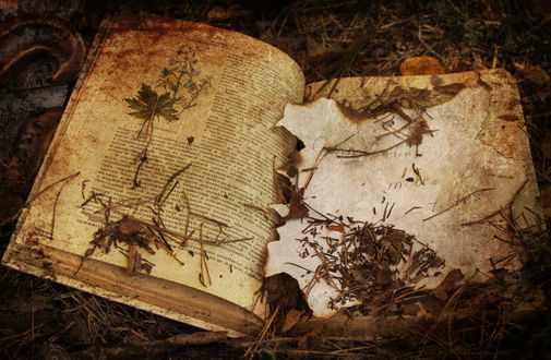 Обои на рабочий стол Открытая книга в сухой листве