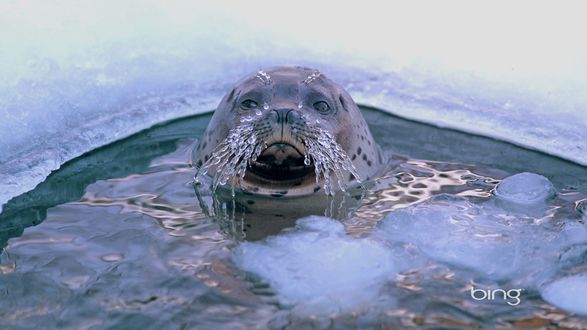 Обои на рабочий стол Морж с обледеневшими усами, выглядывает из воды в ледяной полынье