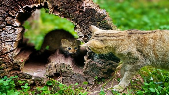 Обои на рабочий стол Мама кошка заглядывает к своему котенку, который сидит внутри сухого пустотелого дерева