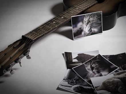 Обои на рабочий стол Гитара и фотографии кота