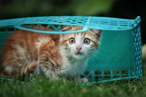 Обои на рабочий стол Рыжий котенок в пластмассовой сумке