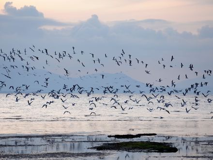 Обои на рабочий стол Птицы взлетают над водоемом